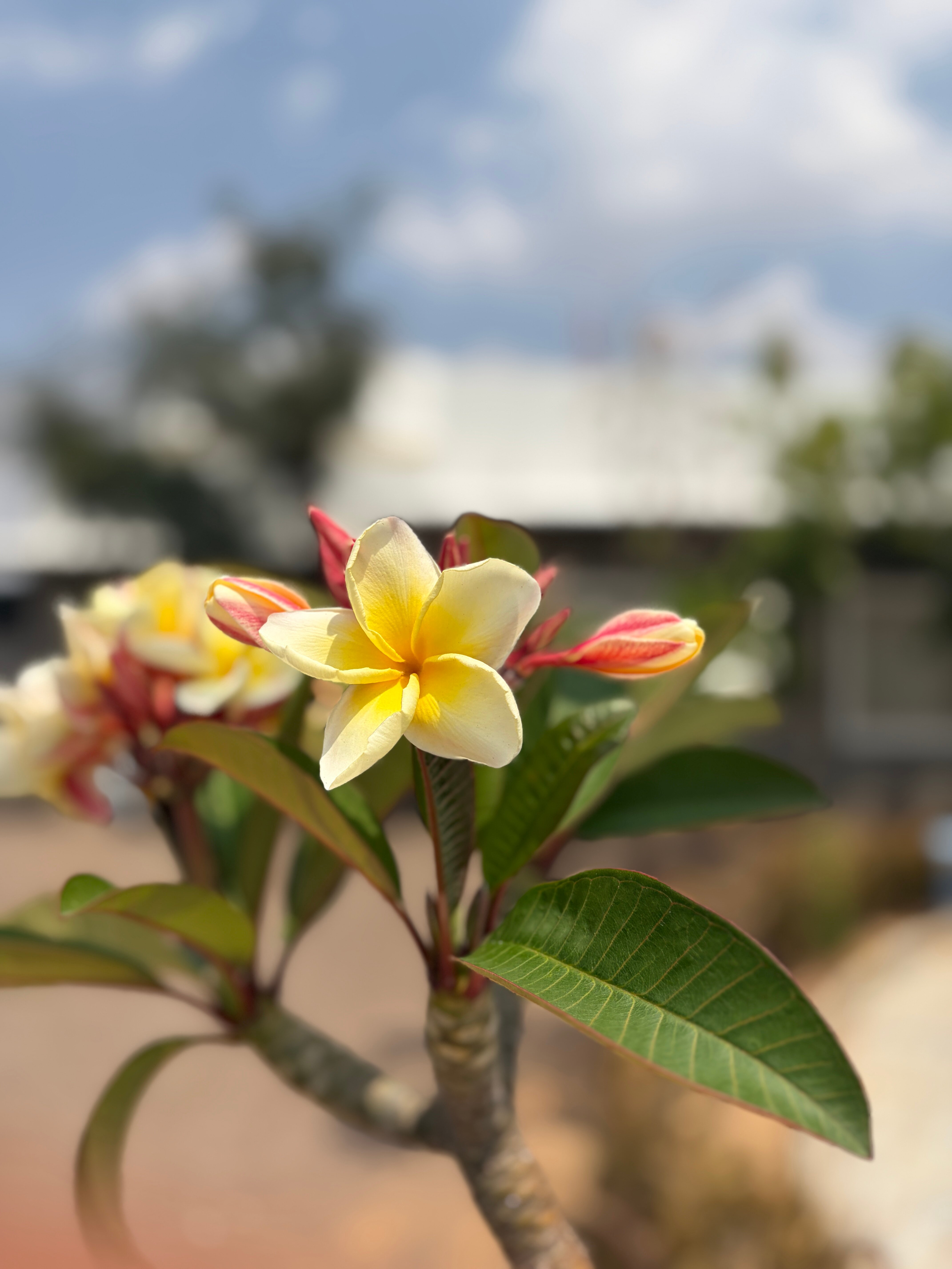 Trulyy the Jawai Leopard Kingdom A Luxury Resort-旅行者
