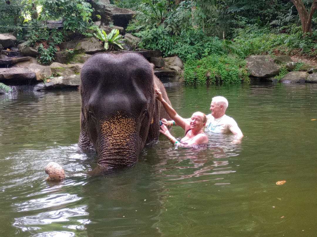 Phang Nga Elephant Park-攀牙必去景点