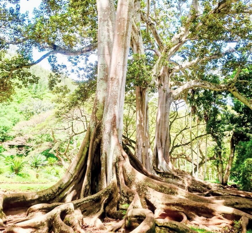 国家热带植物园-坡伊普必去景点