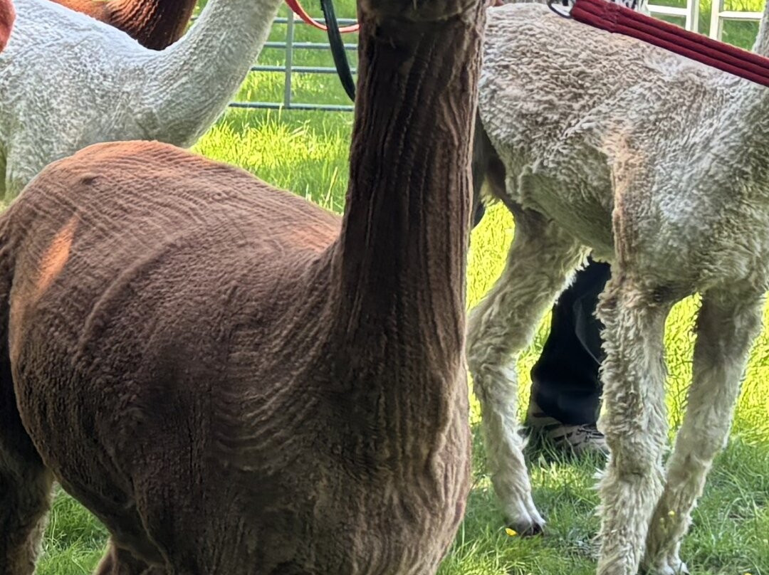 Alpaca Walking - With Spring Farm Alpacas-Fletching必去景点