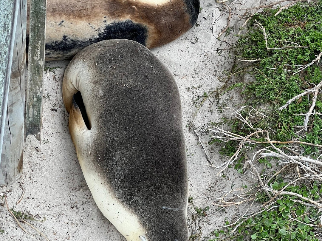Seal Bay Conservation Park-Seal Bay必去景点