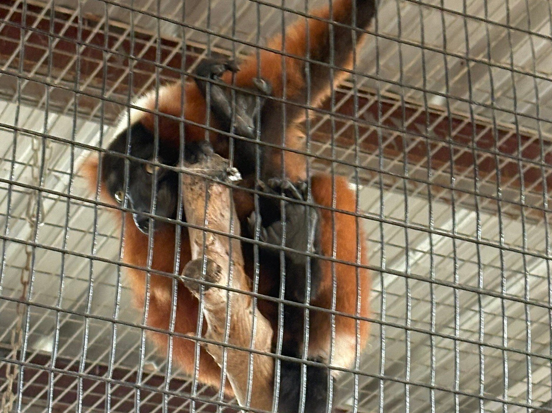 Animal World & Snake Farm Zoo-新布朗费尔斯必去景点