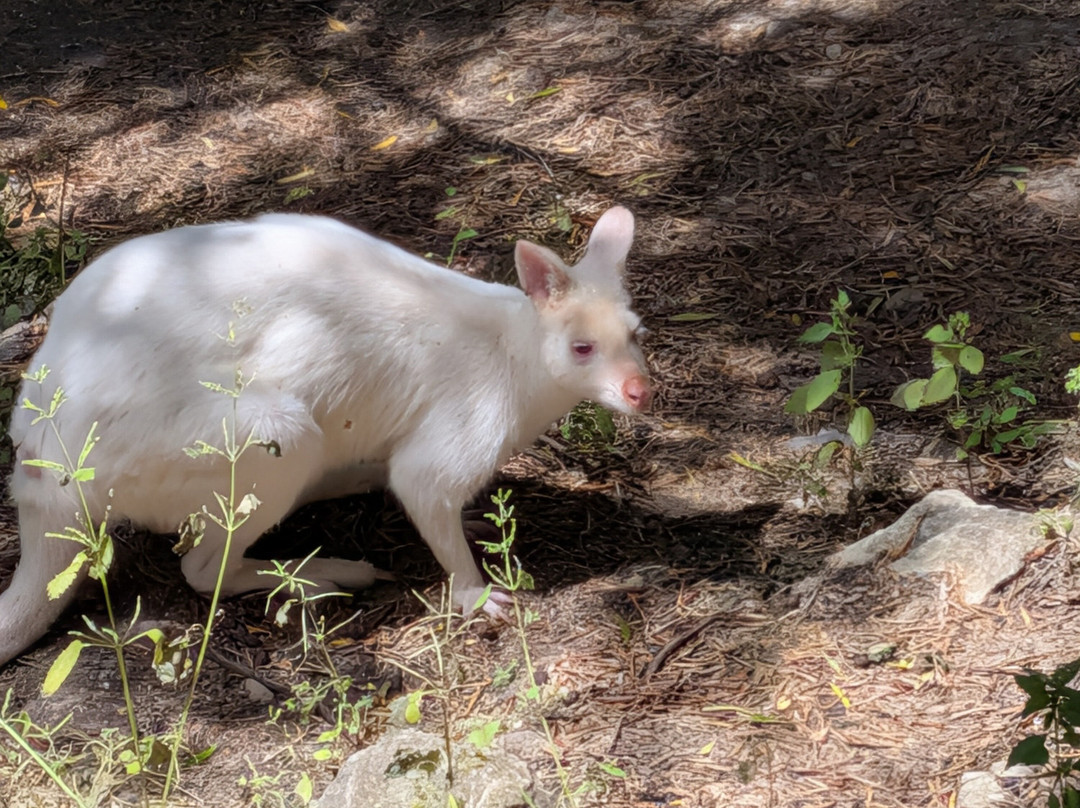 La Pequena Africa Animal Reserve-加的斯市必去景点