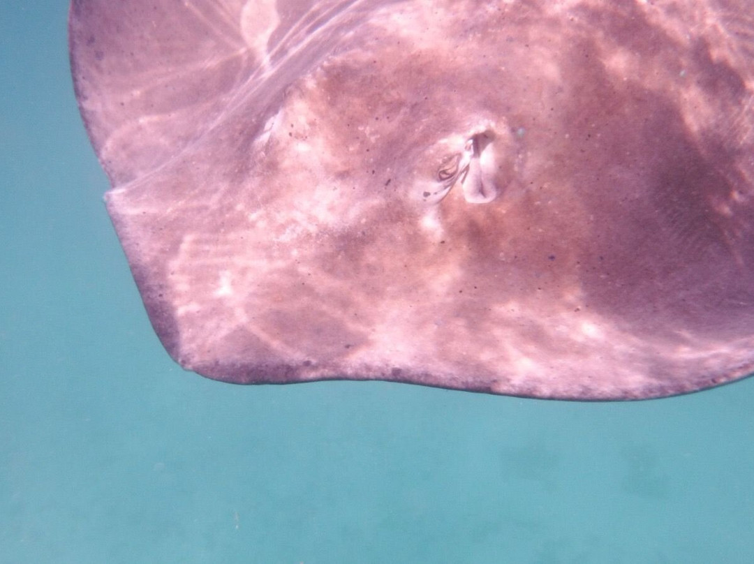 Barbados Snorkeling Tours by Hayden Browne-Holetown必去景点