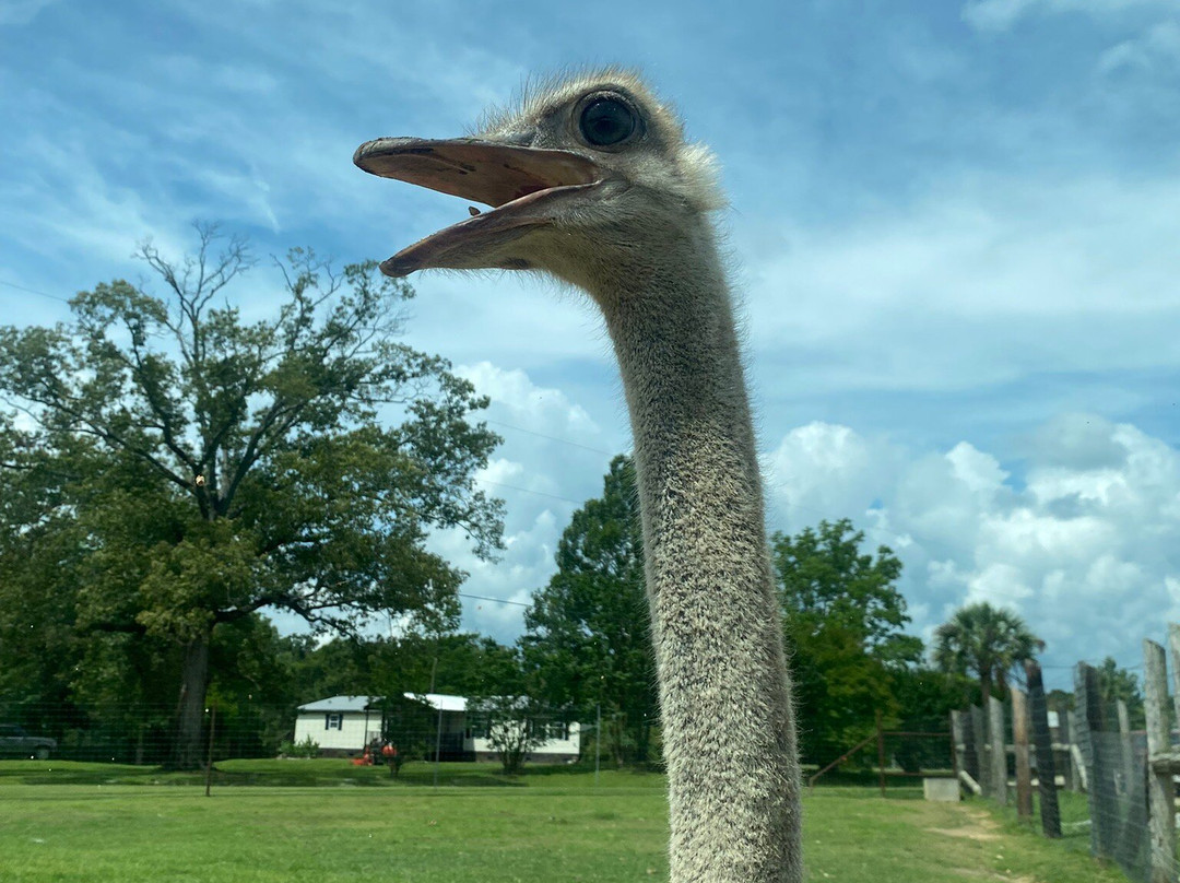 Gone Wild Safari Park-Pineville必去景点