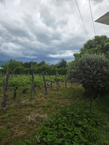 Twins Wine House-旅行者