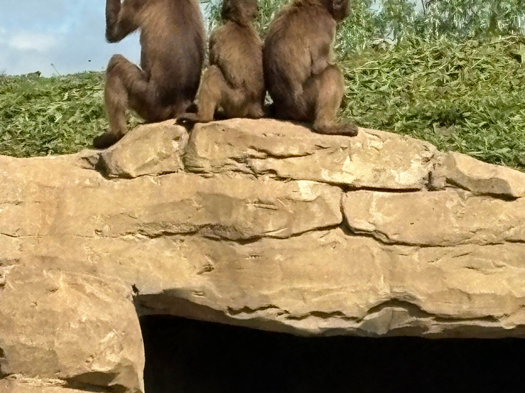 Yorkshire Wildlife Park-Auckley必去景点