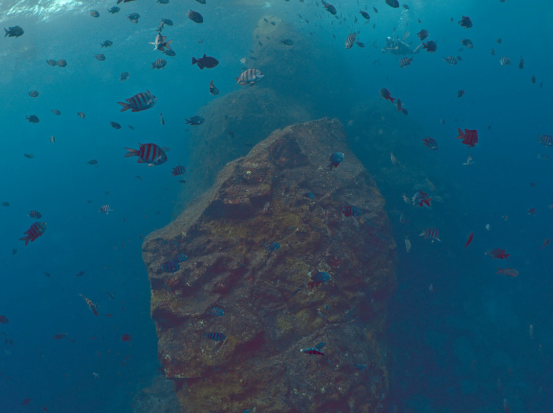 Atlantis Divers-费尔南多-迪诺罗尼亚群岛必去景点