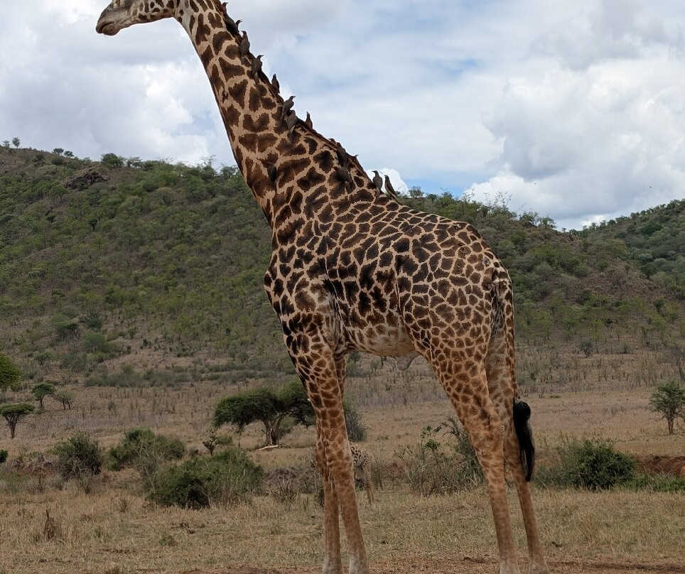 Mkomazi National Park-Gonja必去景点