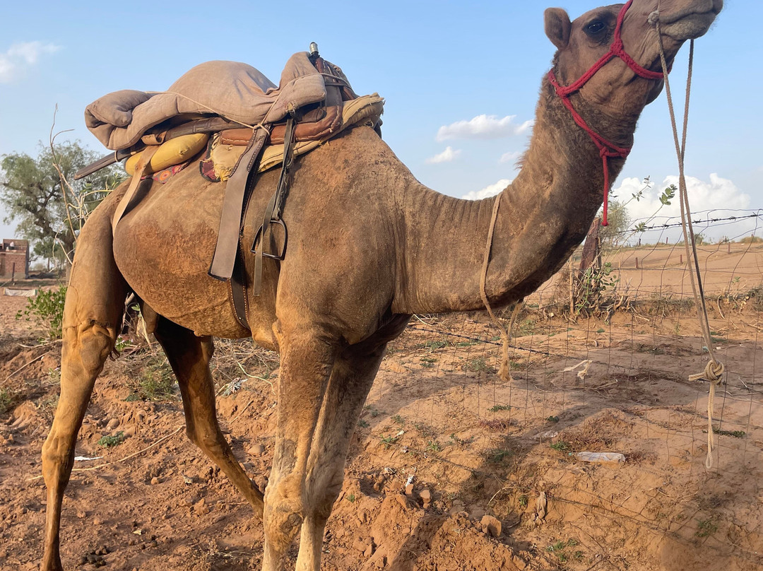 Osian Desert Safari & Overnight Camping-Osian必去景点