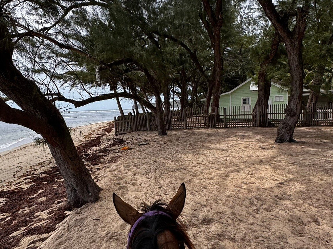 Ocean Echo Stables-Saint John Parish必去景点