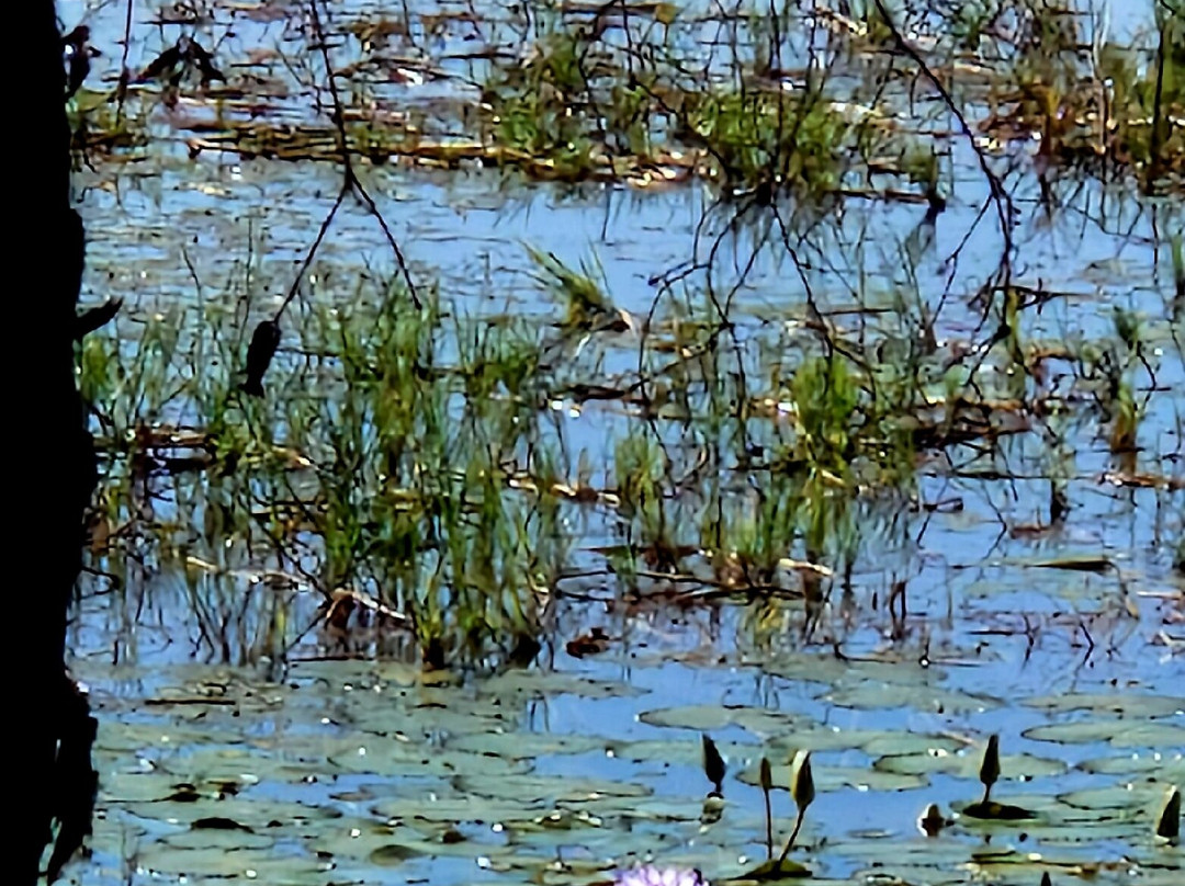 Fogg Dam Conservation Reserve-汉普蒂杜必去景点