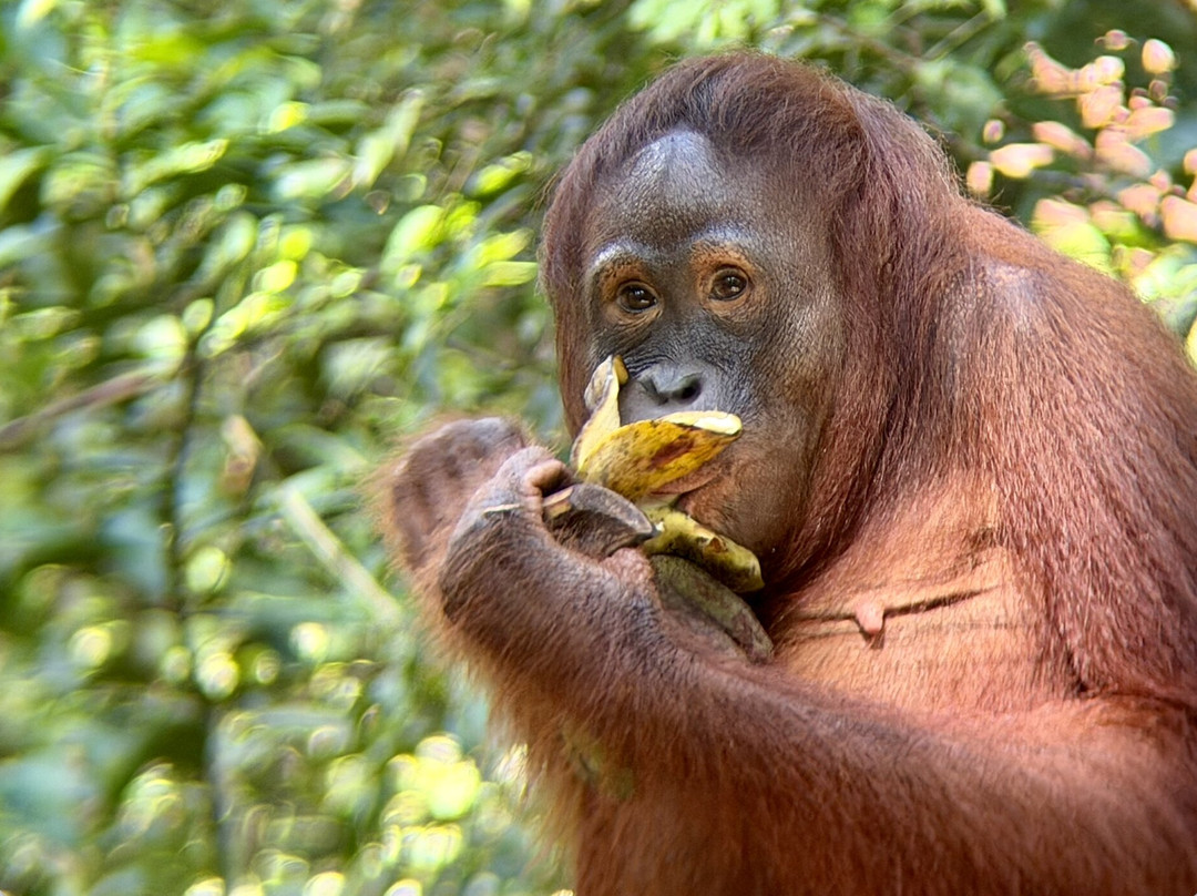 Orangutan House Boat Tour-Kumai必去景点