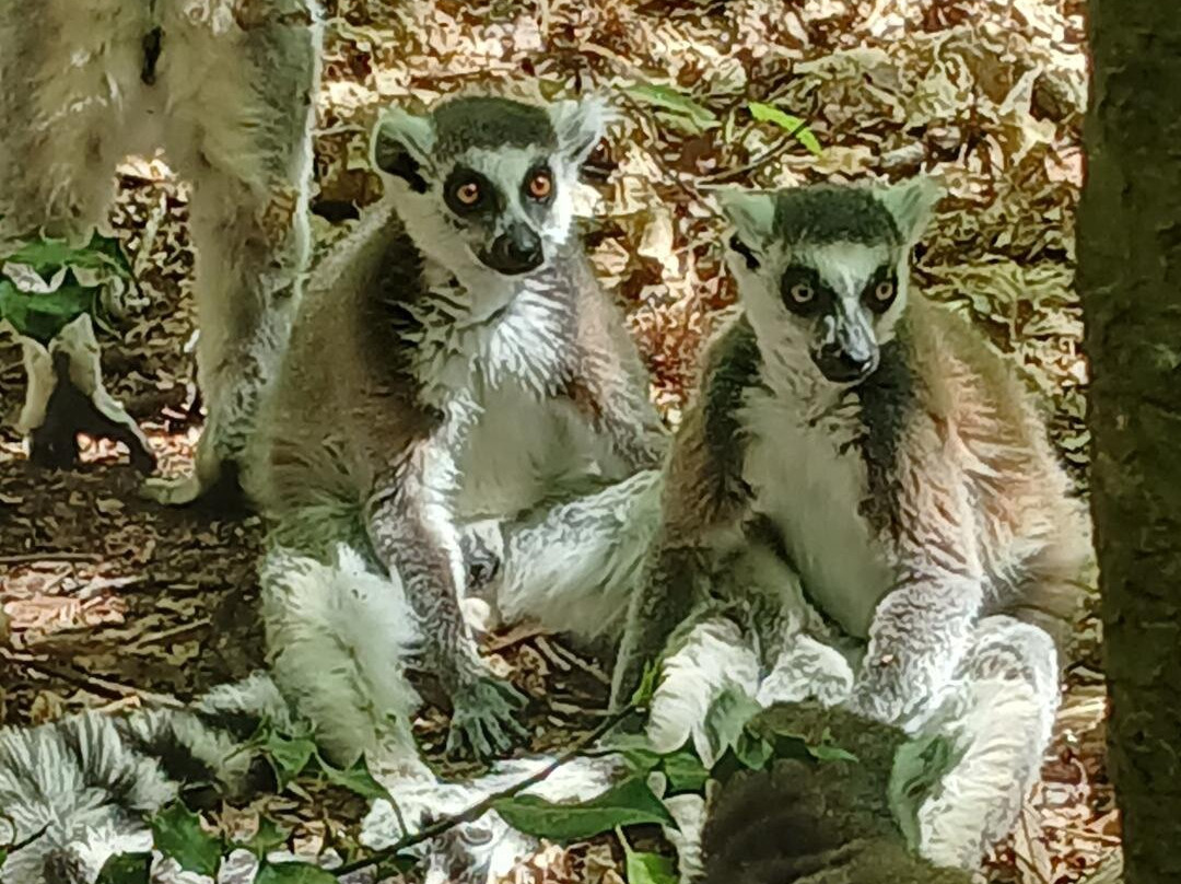 Parc Zoologique Cerza-Hermival-les-Vaux必去景点