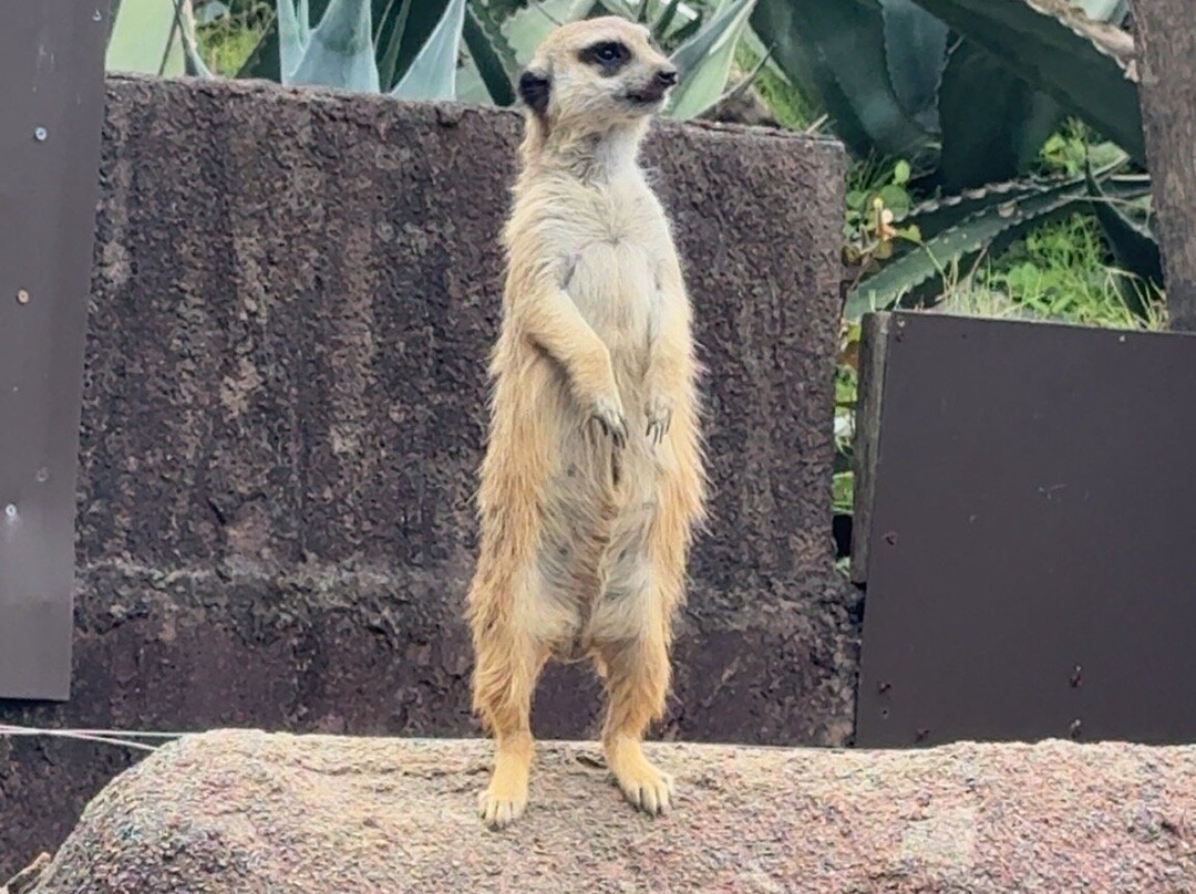 Izu Shaboten Zoo-伊东市必去景点