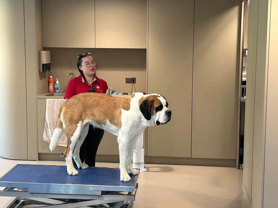 Barryland - Musée et chiens du St-Bernard-马蒂尼必去景点