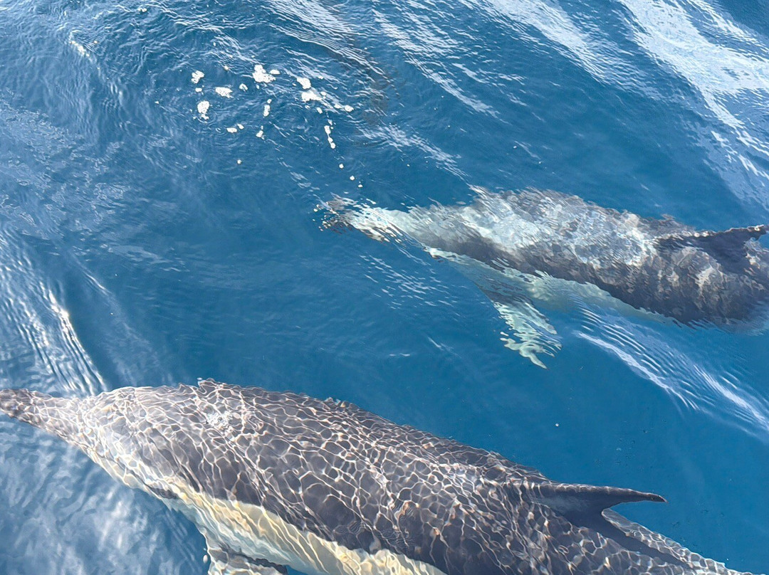 Wildwatch Algarve-费拉古多必去景点