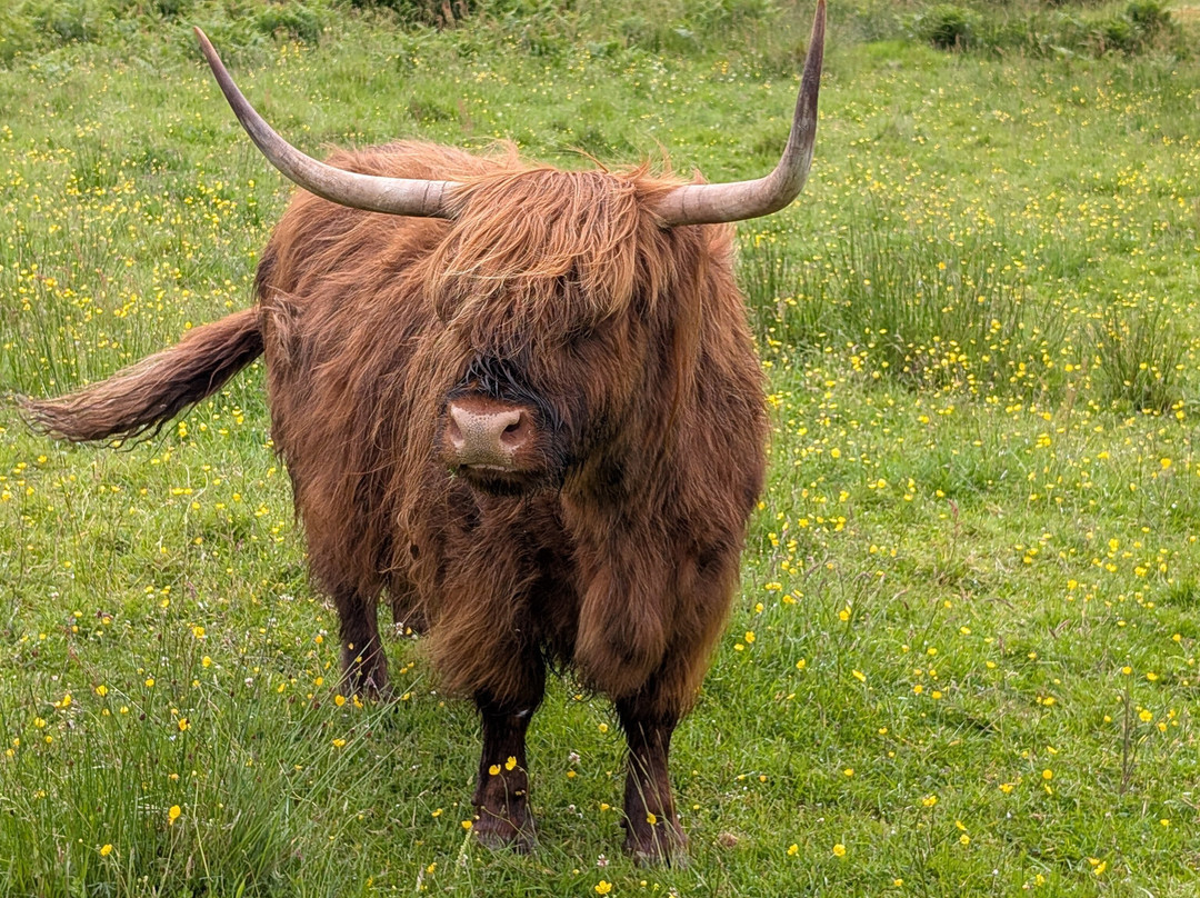 Nether Glenny Farm - Coos and Views-斯特灵必去景点