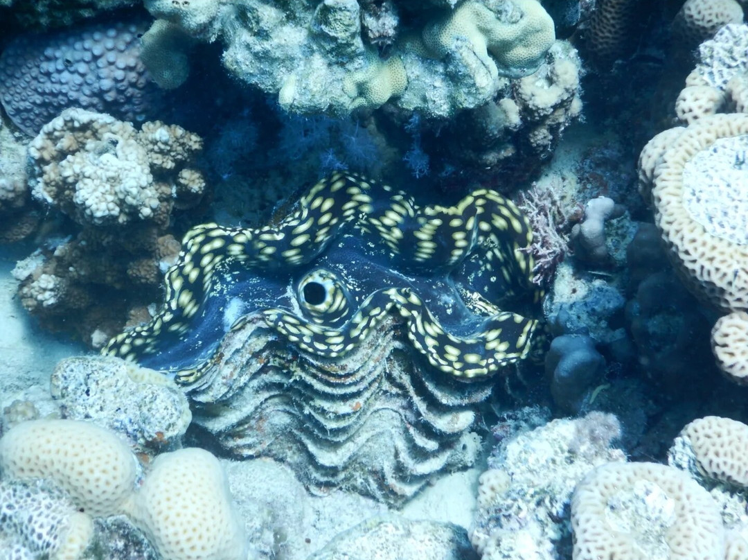 iDive Diving Centre-马卡迪湾必去景点