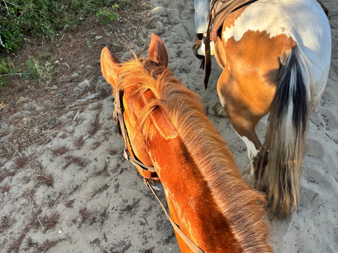 Family Horses 373-5361953-Marina di Ginosa必去景点