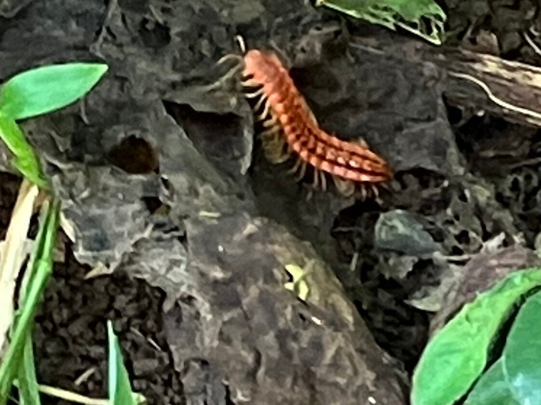 Jungle Life Costa Rica-Bijagua de Upala必去景点