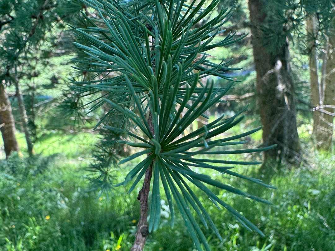 Whinlatter Forest-Braithwaite必去景点