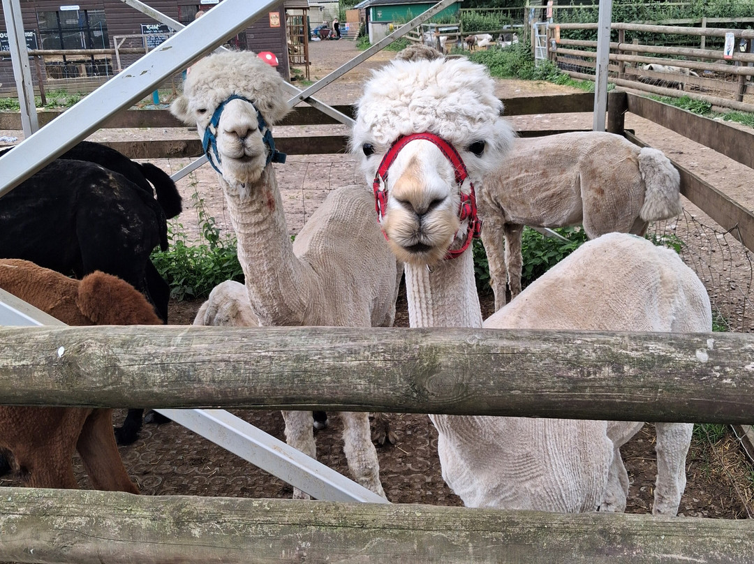 Lucky Tails Alpaca Farm-Atherstone必去景点