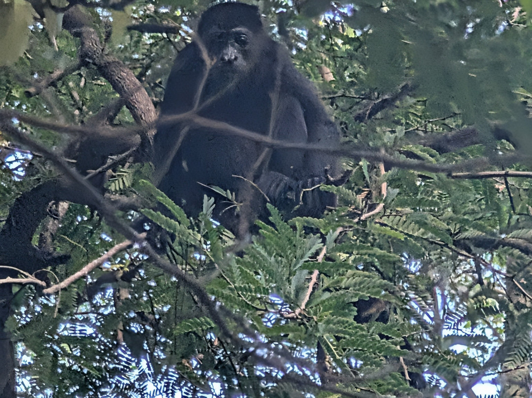 The Monkey Farm-Playa Ocotal必去景点