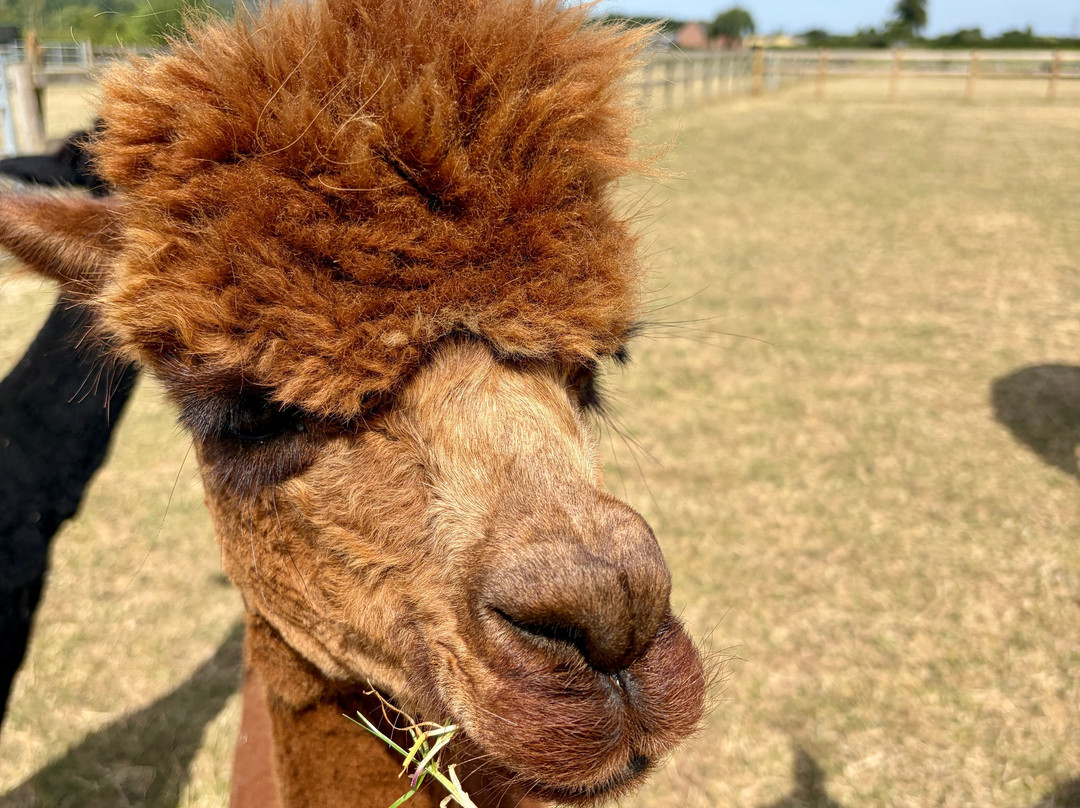 Cotswold Vale Alpacas-伊夫舍姆必去景点