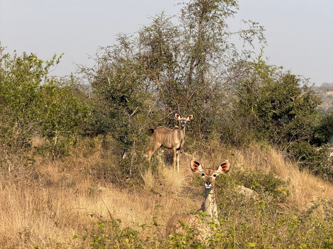 Kruger National Park Safari Specialists - Tours & Safaris-白河必去景点