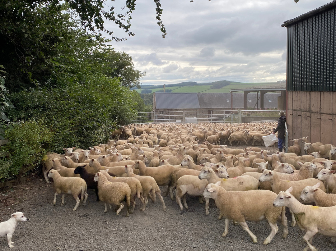 Bairnkine Farm Tours-Jedburgh必去景点