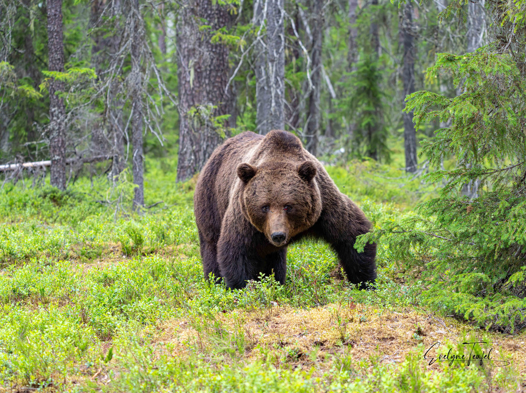 Boreal Wildlife Centre-Kuhmo必去景点