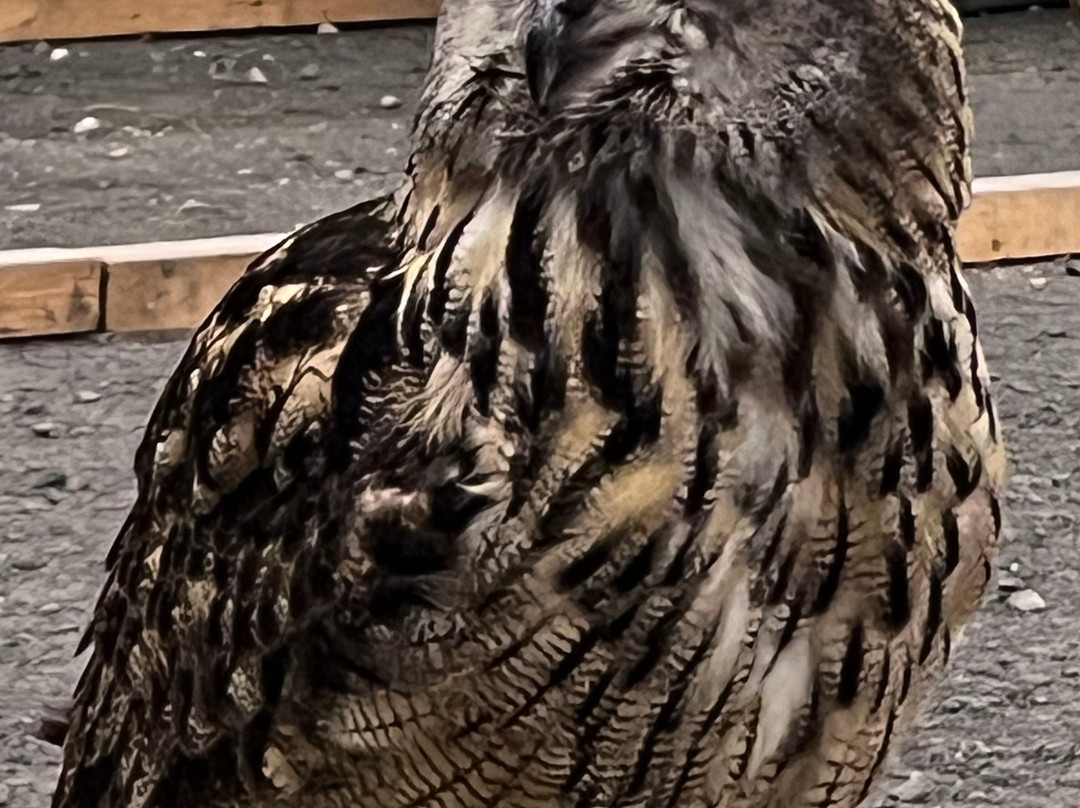 The British Bird of Prey Centre-喀麦登必去景点