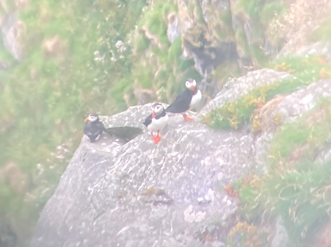 Runde Fuglefjell - The Bird Island