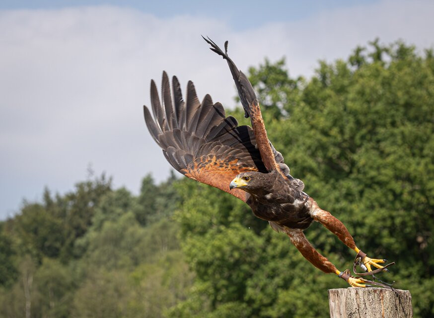 UK Owl And Raptor Centre-Groombridge必去景点