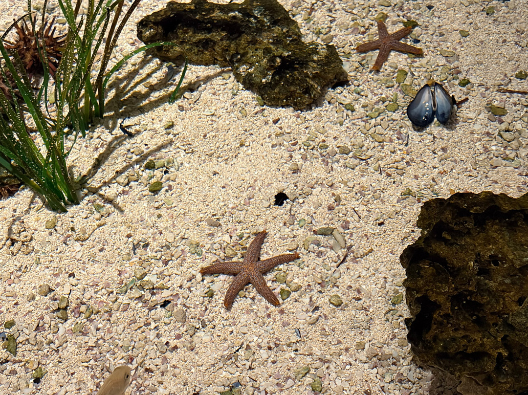 Johnny Morris' Wonders of Wildlife National Museum and Aquarium-斯普林菲尔德必去景点