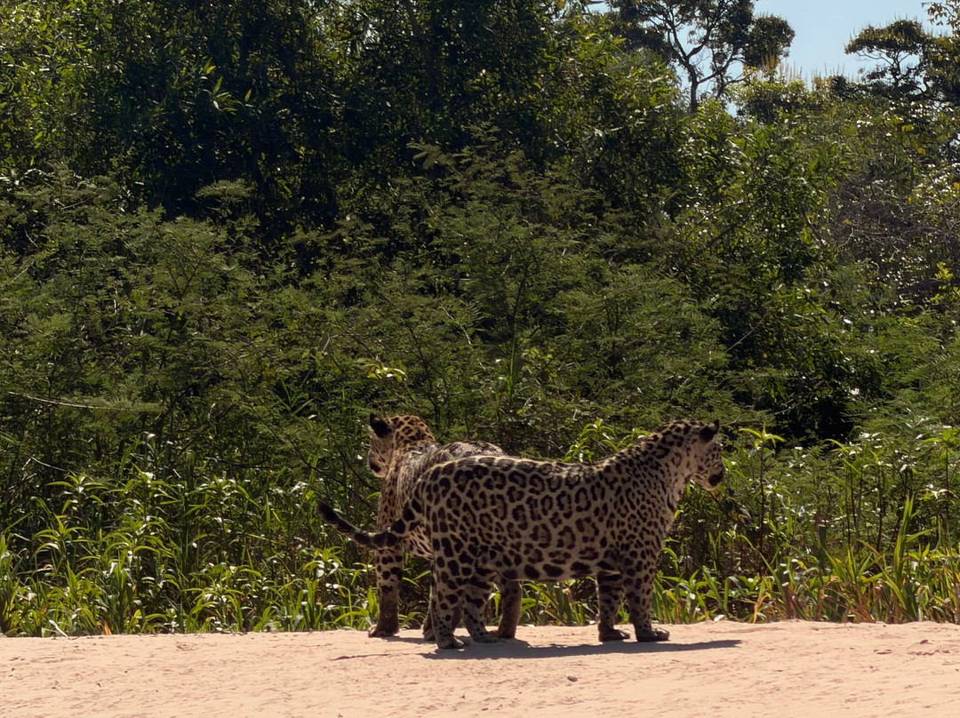 Journey With Jaguars-Porto Jofre必去景点