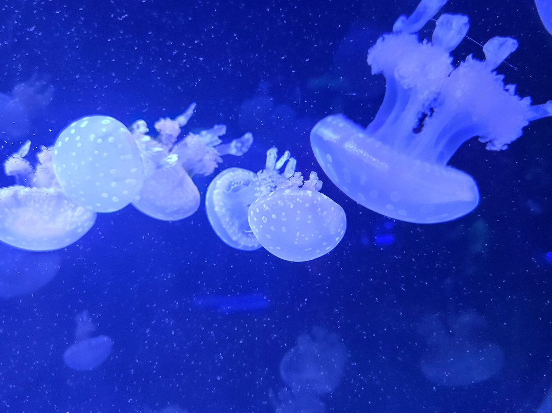 Jellyfish Museum-庞帕诺比奇必去景点