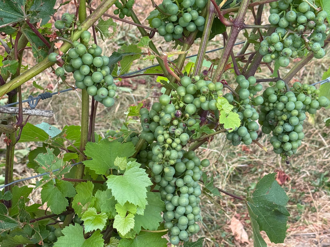 Langham Wine Estate Vineyard-多切斯特必去景点