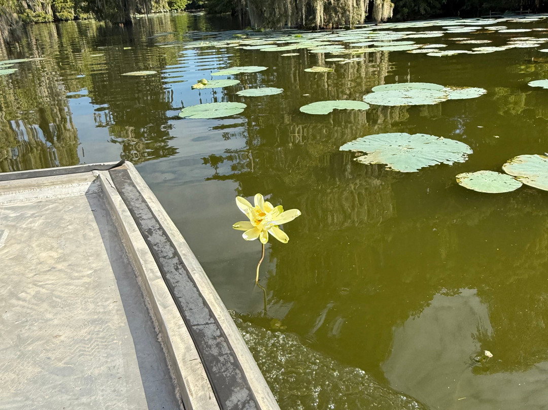 Louisiana Swamp Tours-布里奥克斯桥必去景点
