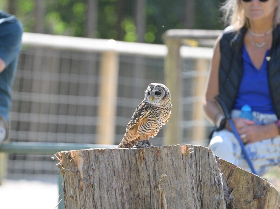 Screech Owl Sanctuary & Animal Park-St Columb Major必去景点