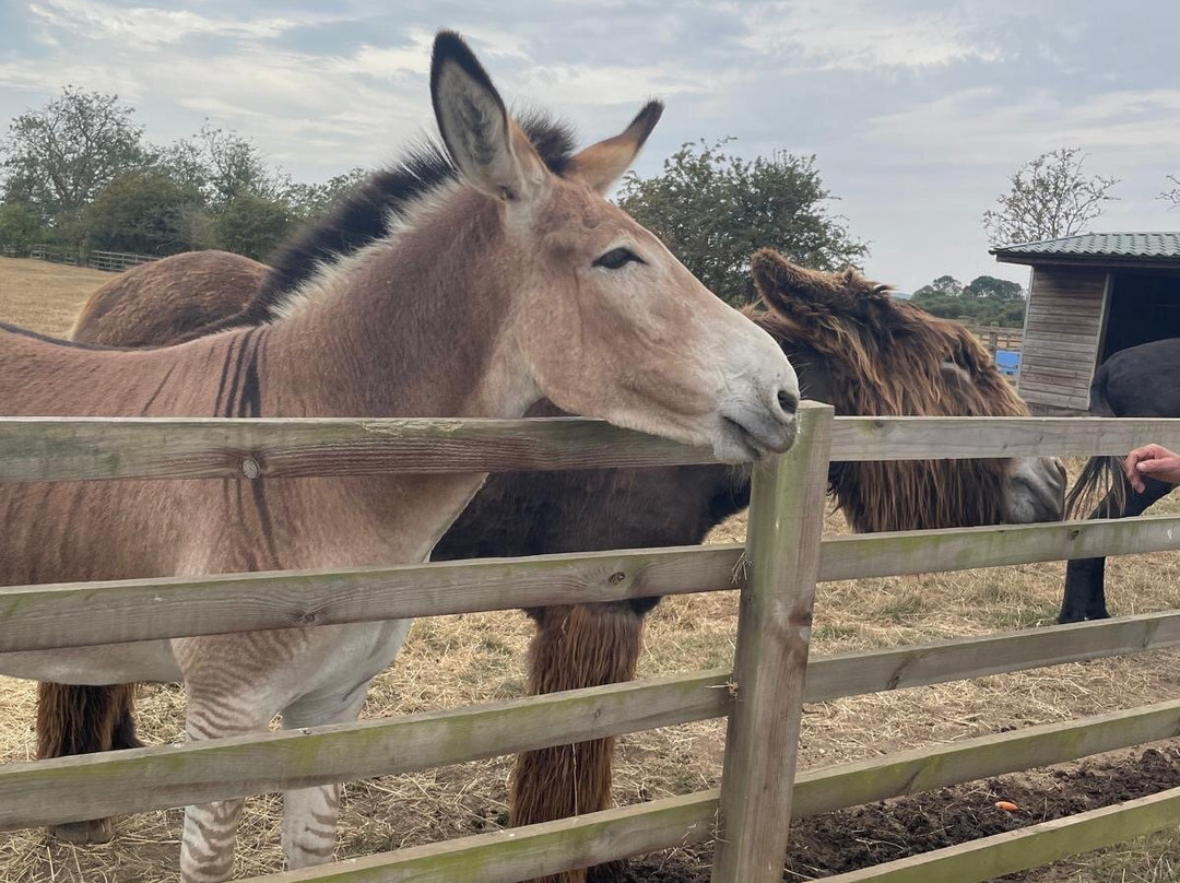 Radcliffe Donkey Sanctuary-Huttoft必去景点
