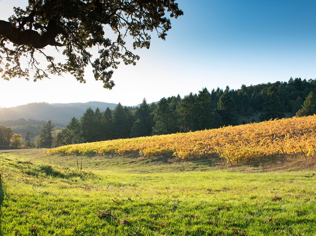 J.L. Kiff Vineyard-麦克明维尔必去景点
