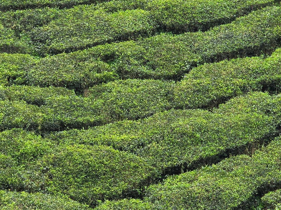 Munnar Hiking Trails-慕那尔必去景点