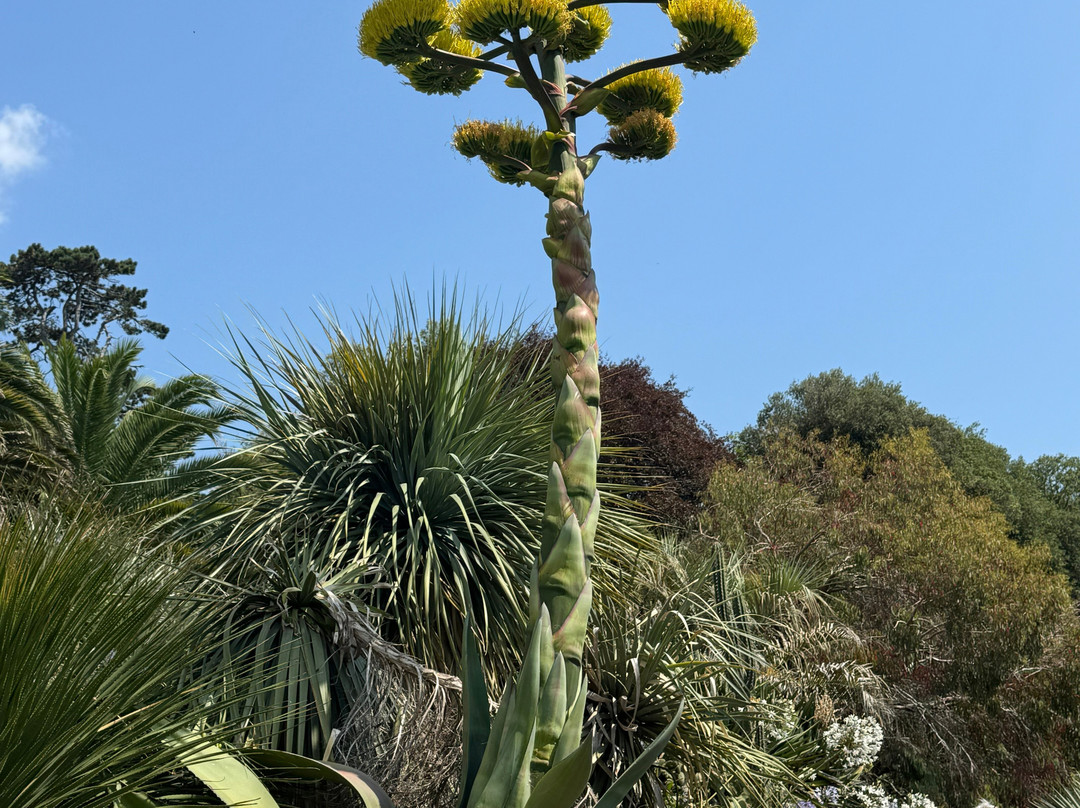 Ventnor Botanic Garden-文特诺必去景点