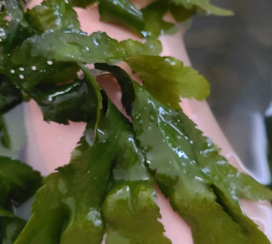 The Seaweed Centre-Lettermullan必去景点