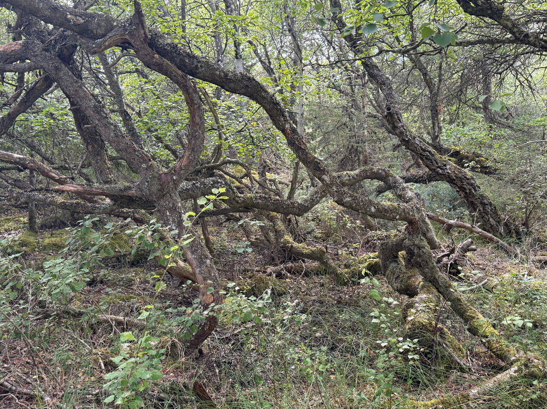 Thy National Park-Hurup必去景点