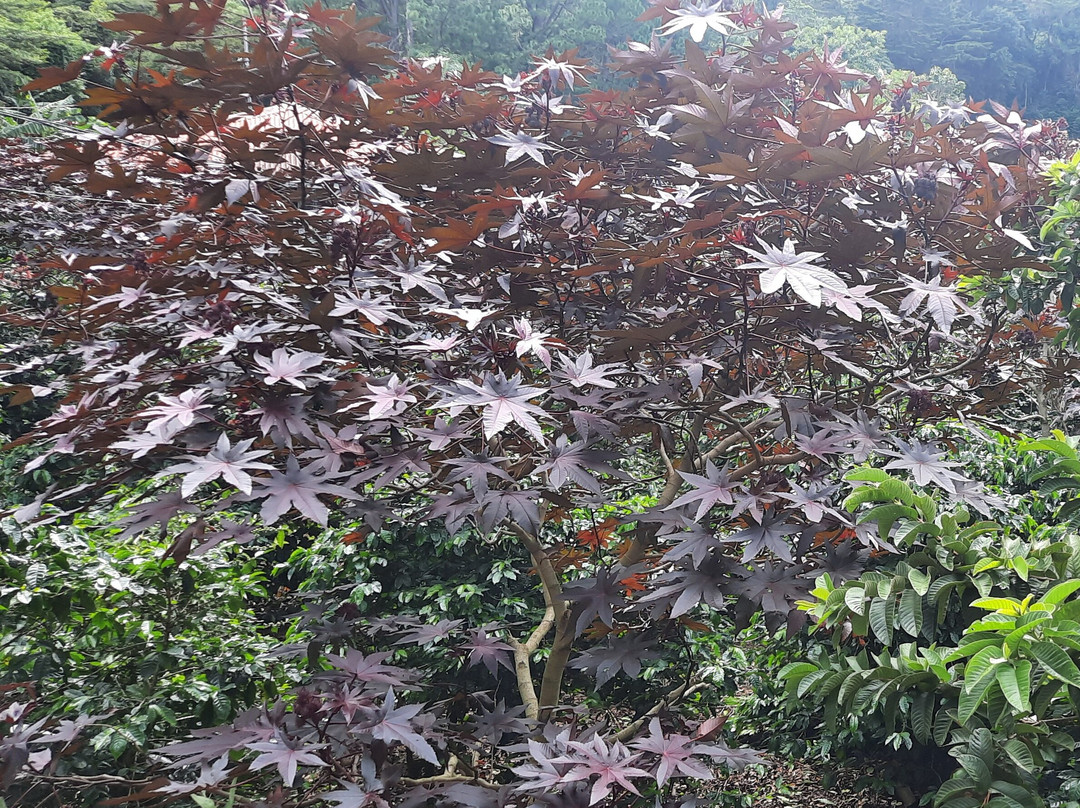 Cafetales Don Alfredo - La Milagrosa Coffee Tour-波魁特必去景点