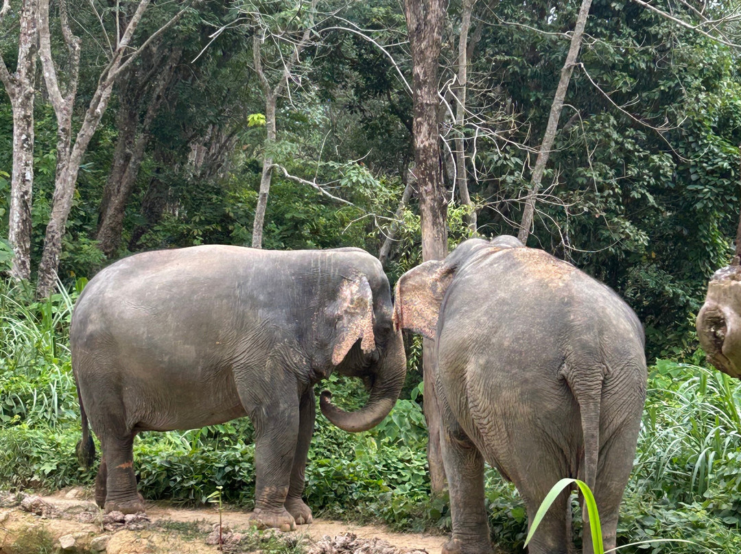 Hidden Forest Elephant Reserve-查龙必去景点