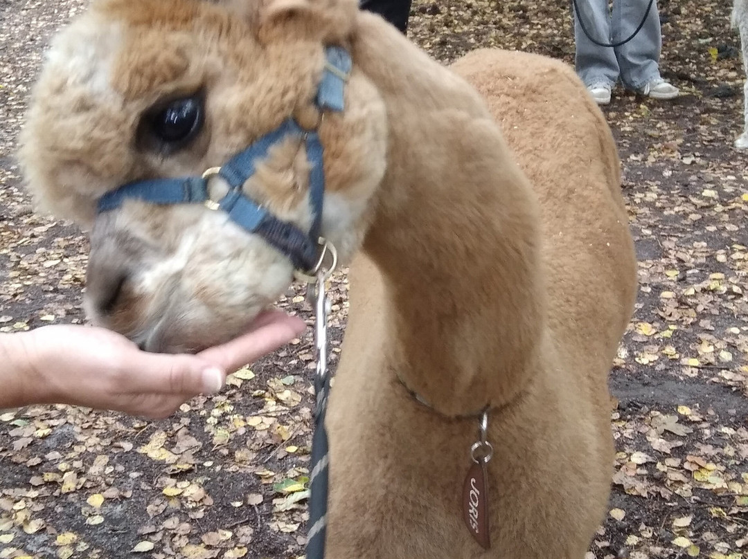 Alpacafarm Vorstenbosch-Vorstenbosch必去景点